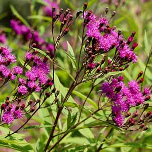 Vernonia